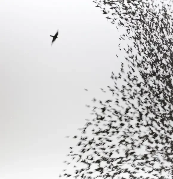 Wilco – Sky Blue Sky (2007)